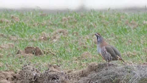 Red-legged partridge, Alectoris rufa, Spain Stock Footage 234439795