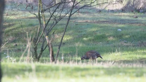 Red-legged partridge, Alectoris rufa, Spain Stock Footage 234439800