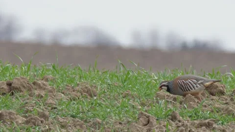 Red-legged partridge, Alectoris rufa, Spain Stock Footage 234439850