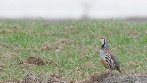 Red-legged partridge, Alectoris rufa, spain Stock Footage 234439916
