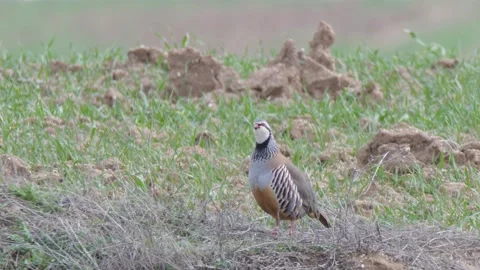 Red-legged partridge (Alectoris rufa) singing, Spain Stock Footage 234439968