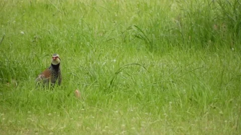 Red-legged partridge (Alectoris rufa), Spain Stock Footage 234440031