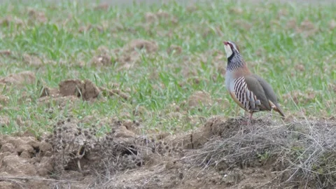 Red-legged partridge, Alectoris rufa, Spain Stock Footage 234440035