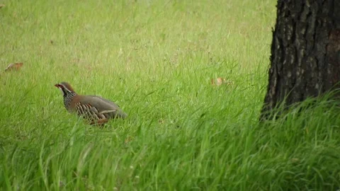 Red-legged partridge, Alectoris rufa, Spain Stock Footage 234440220