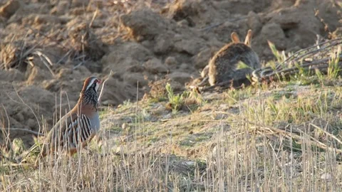 Red-legged partridge, Alectoris rufa, Spain Stock Footage 234440235