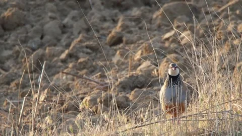 Red-legged partridge, Alectoris rufa, Spain Stock Footage 234440257
