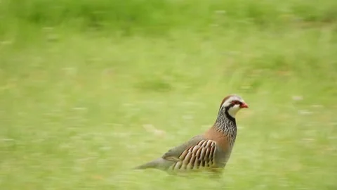 Red-legged partridge, Alectoris rufa, Spain Stock Footage 234440293