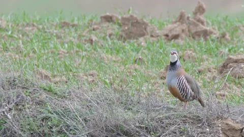 Red-legged partridge, Alectoris rufa, Spain Stock Footage 234440465