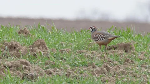 Red-legged partridge, Alectoris rufa, Spain Stock Footage 234440676