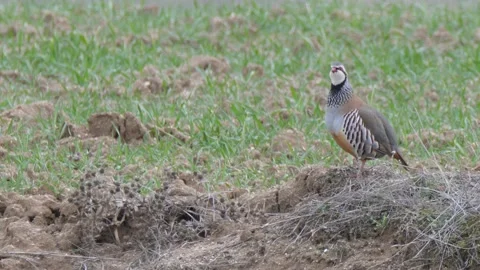 Red-legged partridge, Alectoris rufa, Spain Stock Footage 234440801
