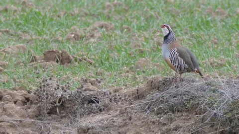 Red-legged partridge (Alectoris rufa) singing, Spain Stock Footage 234440827
