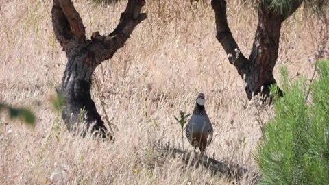 Red-legged partridge, Alectoris rufa, Spain Stock Footage 234440908