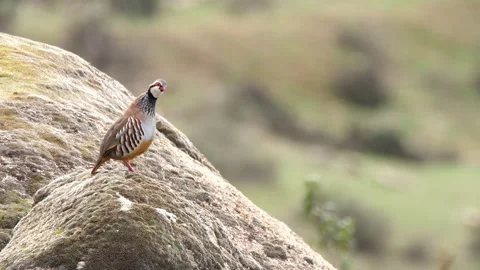 Red-legged partridge, Alectoris rufa, singing, spain Stock Footage 234441070