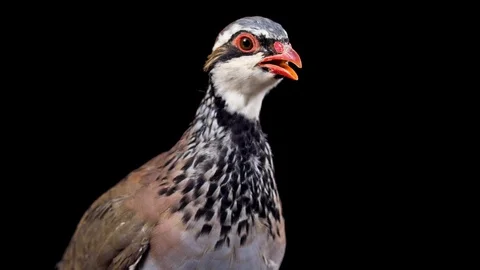 Red-legged partridge on black background, mid shot Stock Footage 89424054