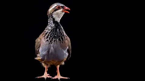 Red-legged partridge on black background, wide shot Stock Footage 89425614