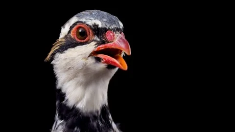 Red-legged partridge on black background, close-up Stock Footage 89438564