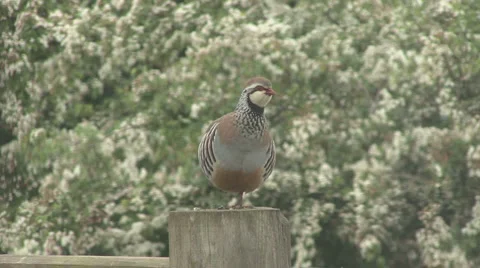 Red-legged Partridge on gate post calls. Stock Footage 951644