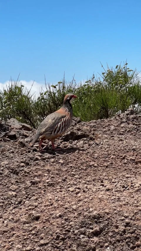 Red-legged partridges along the Pico do Areeiro trail Stock Footage 296602749