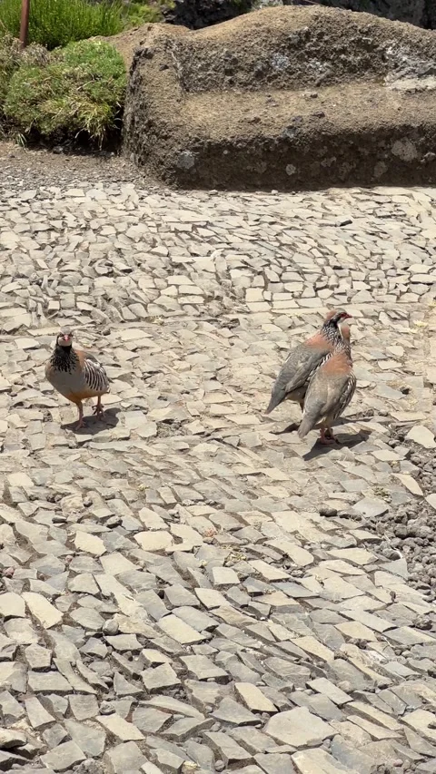 Red-legged partridges along the Pico do Areeiro trail Stock Footage 296602808