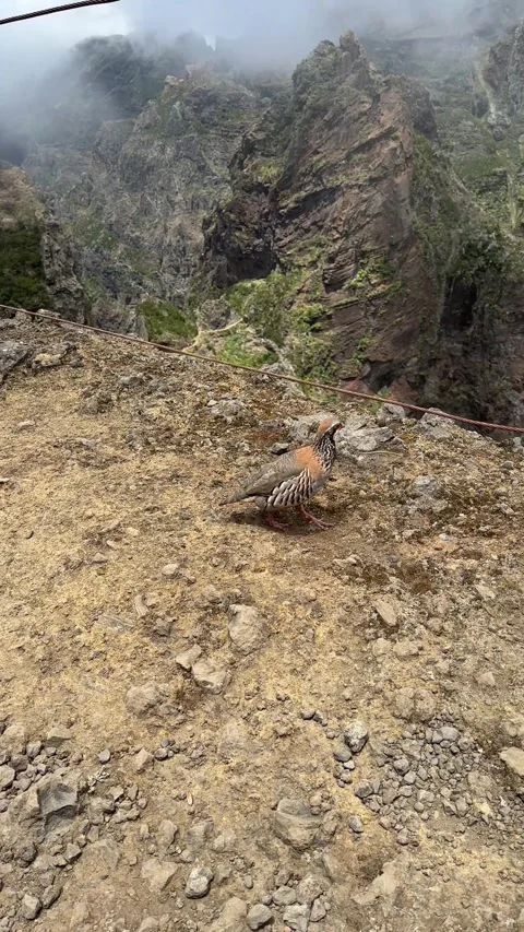 Red-legged partridges along the Pico do Areeiro trail Video stock 296602859