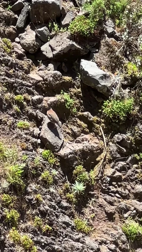 Red-legged partridges along the Pico do Areeiro trail Stock-Footage 296603087