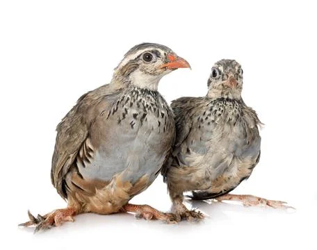 Red-legged partridges Stock Photos