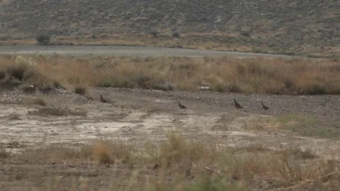 Red-legged partridges running - 454 Stock Footage 311019608