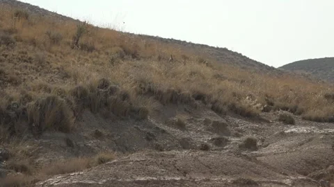 Red-legged partridges walking on - 453 Stock Footage 311019606
