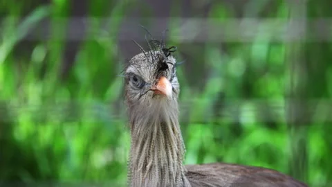 A Red-legged Seriema modeling for the camera at the Los Angeles Zoo, CA Vídeos de archivo 237201687