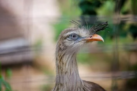 A Red-legged Seriema modeling for the camera at the Los Angeles Zoo, CA Stock Photos