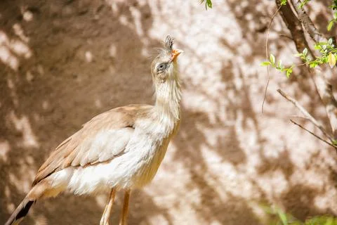 A Red-legged Seriema modeling for the camera at the Los Angeles Zoo, CA Stock Photos