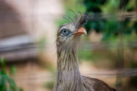 A Red-legged Seriema modeling for the camera at the Los Angeles Zoo, CA Stock Photos