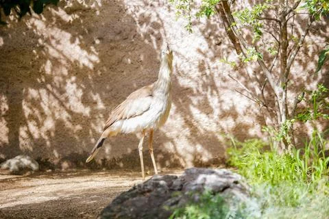 A Red-legged Seriema modeling for the camera at the Los Angeles Zoo, CA Stock Photos