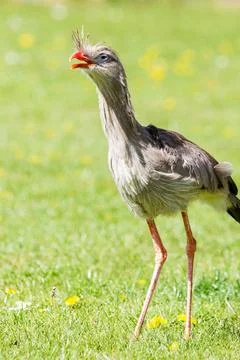 Red-legged Seriema opens its beak Stock Photos