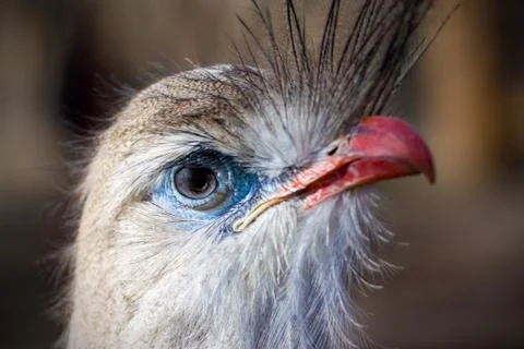 Red-legged Seriema Stock Photos