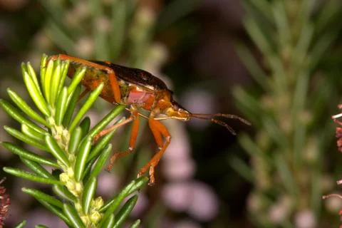 Red legged shield bug Stock Photos