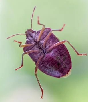 Red-legged shieldbug on glass macro. Stock Photos