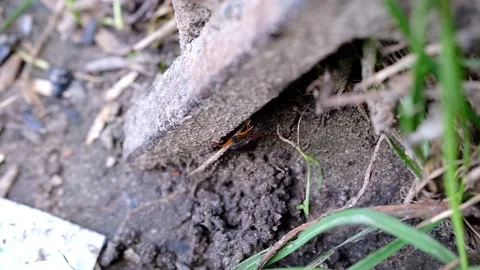 Red-legged shieldbug or forest bug crawls on a dirty metal structure Video stock 159584938