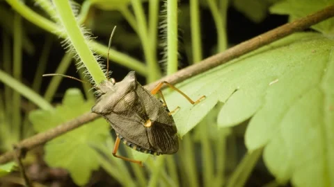 Red-legged shieldbug (Pentatoma rufipes) macro close-up 스톡 동영상 332632960