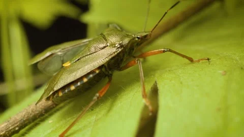 Red-legged shieldbug (Pentatoma rufipes) macro close-up Stock Footage 332632973