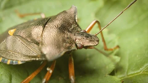Red-legged shieldbug (Pentatoma rufipes) close-up, forest bug on  a leaf 스톡 동영상 332632974