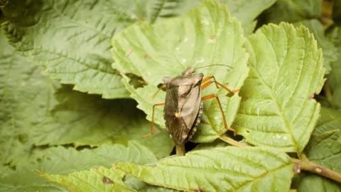 Red-legged shieldbug (Pentatoma rufipes) close-up, forest bug on  a leaf Stock Footage 332632979
