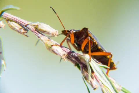Red-legged shieldbug Foto stock