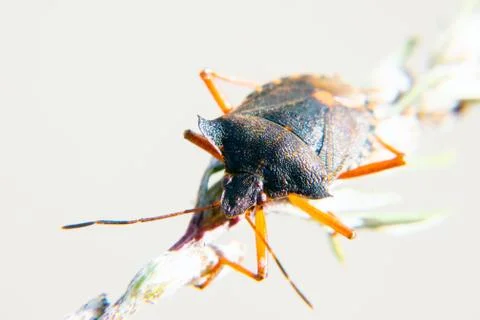 Red-legged shieldbug Stock Photos
