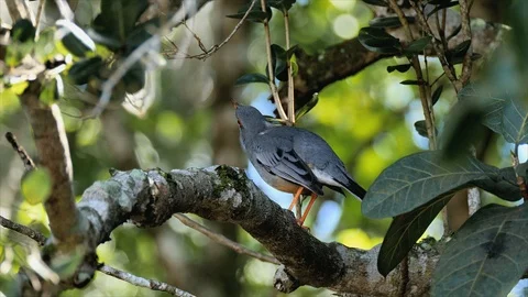Red-legged Thrush checks the oprtions 스톡 동영상 98122094