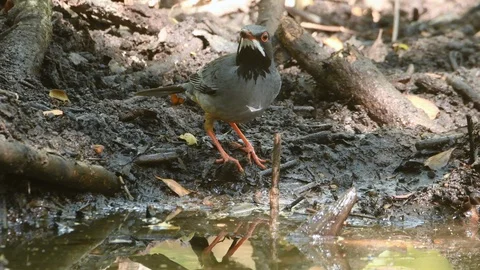 Red-legged Thrush drinks at waterhole, Cuba Video stock 88604204