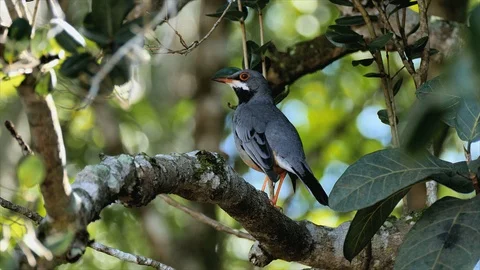 Red-legged Thrush forages carefully 스톡 동영상 98122044