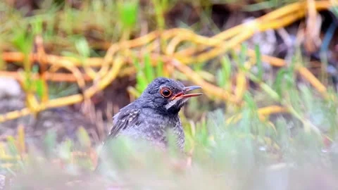 Red-Legged Thrush juvenile Stock Footage 270482783