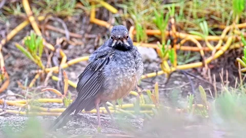 Red-Legged Thrush juvenile slowmotion Stock Footage 270503561