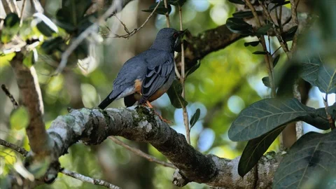 Red-legged Thrush on the lookoout 스톡 동영상 98121392
